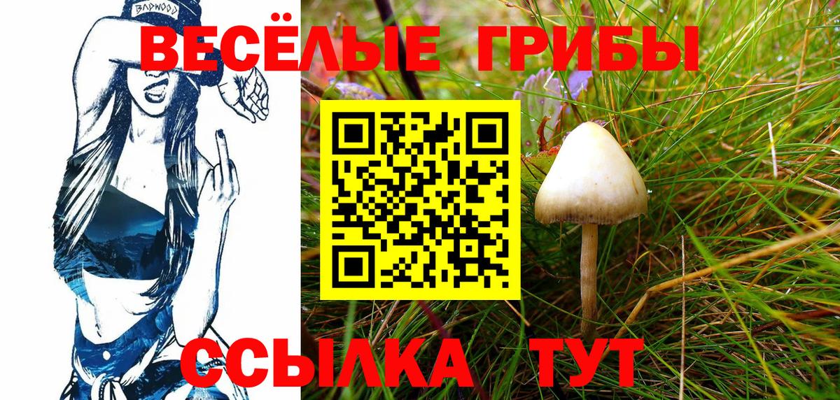 Псилоцибиновые грибы Psilocybe Чистополь